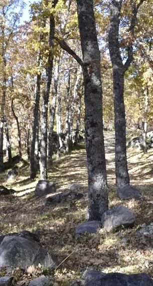 Robles cerca del Lago de Sanabria, en Villa Sanabria