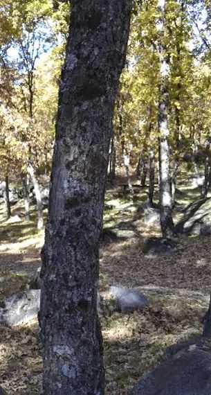 Robles en Villa Sanabria cerca del Lago de Sanabria